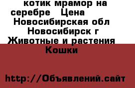 котик мрамор на серебре › Цена ­ 3 000 - Новосибирская обл., Новосибирск г. Животные и растения » Кошки   